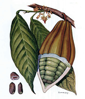 Cacao